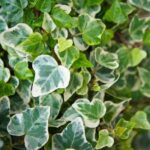 hedera helix glacier edera 1