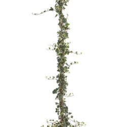 hedera helix glacier edera