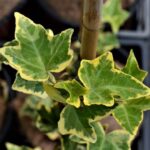hedera helix goldchild edera 1