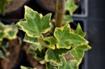hedera helix goldchild edera 1