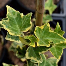 hedera helix goldchild edera 1