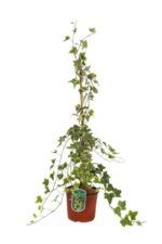hedera helix goldchild edera