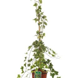 hedera helix goldchild edera