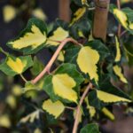 hedera helix goldheart edera oro de boliasco 1