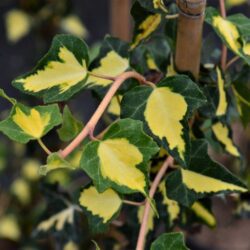 hedera helix goldheart edera oro de boliasco 1