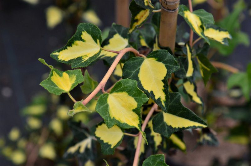 hedera helix goldheart edera oro de boliasco 1 hedera helix goldheart edera oro de boliasco 1