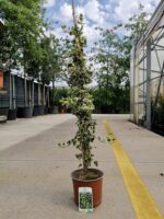 hedera helix goldheart edera oro de boliasco