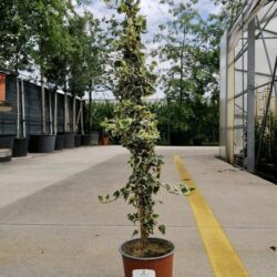hedera helix goldheart edera oro de boliasco