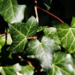 hedera helix hibernica edera 1