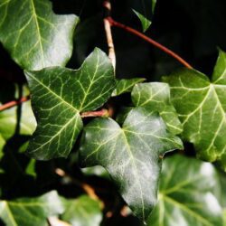hedera helix hibernica edera 1