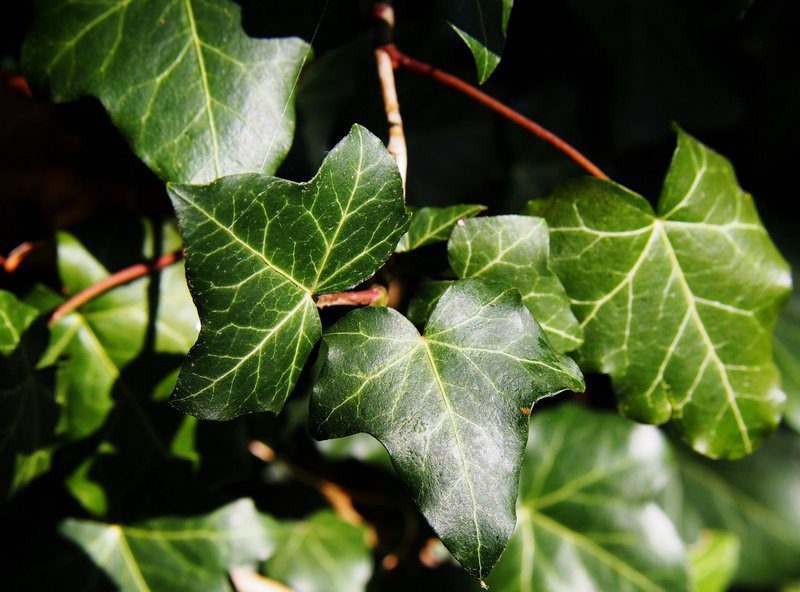 hedera helix hibernica edera 1 hedera helix hibernica edera 1