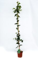 hedera helix hibernica edera