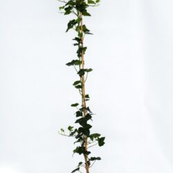 hedera helix hibernica edera