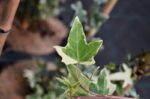 hedera helix sagittifolia variegata edera 1