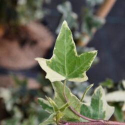 hedera helix sagittifolia variegata edera 1