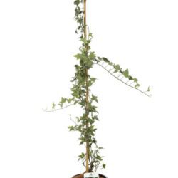hedera helix sagittifolia variegata edera