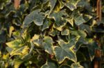 hedera helix yellow ripple edera 1
