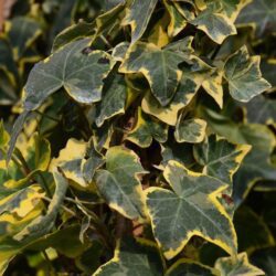 hedera helix yellow ripple edera 1