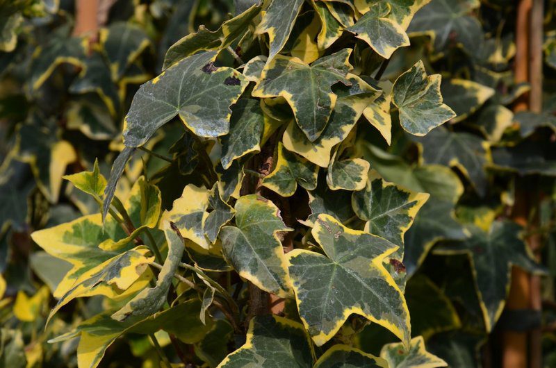 hedera helix yellow ripple edera 1 hedera helix yellow ripple edera 1