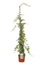 hedera helix yellow ripple edera