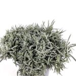 helichrysum italico pianta liquirizia 1