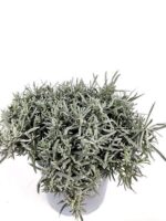 helichrysum italico pianta liquirizia 1