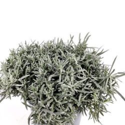 helichrysum italico pianta liquirizia 1