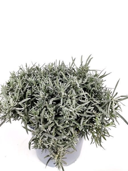 helichrysum italico pianta liquirizia 1