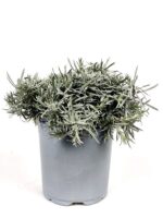 helichrysum italico pianta liquirizia