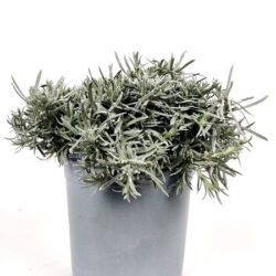 helichrysum italico pianta liquirizia