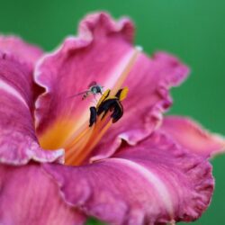 hemerocallis alpine