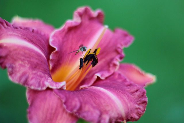 hemerocallis alpine hemerocallis alpine