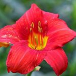 hemerocallis diana