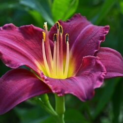 hemerocallis intesnse