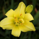 hemerocallis lady bird