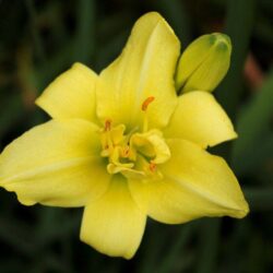 hemerocallis lady bird