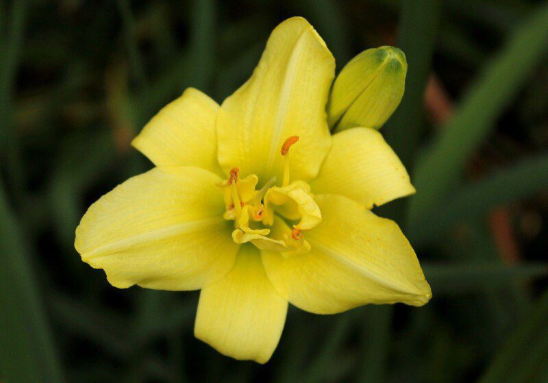 hemerocallis lady bird hemerocallis lady bird