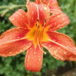 hemerocallis miami