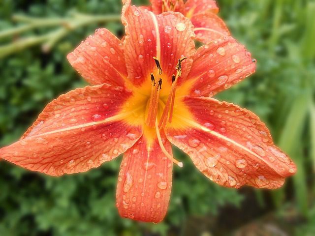 hemerocallis miami hemerocallis miami