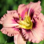 hemerocallis molly