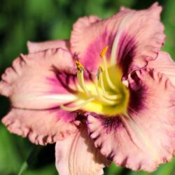 hemerocallis molly