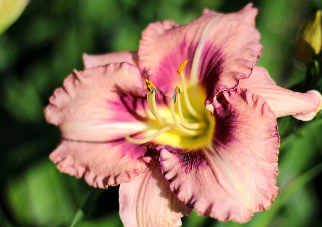 hemerocallis molly hemerocallis molly