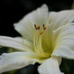hemerocallis moonlight