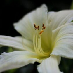 hemerocallis moonlight
