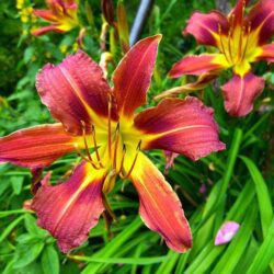 hemerocallis red passion