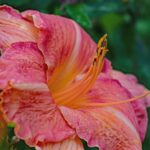 hemerocallis rosy