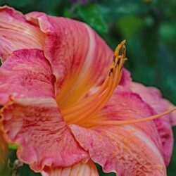 hemerocallis rosy