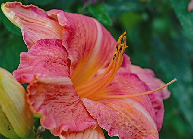 hemerocallis rosy hemerocallis rosy