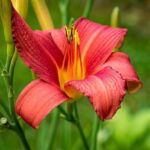 hemerocallis sunset