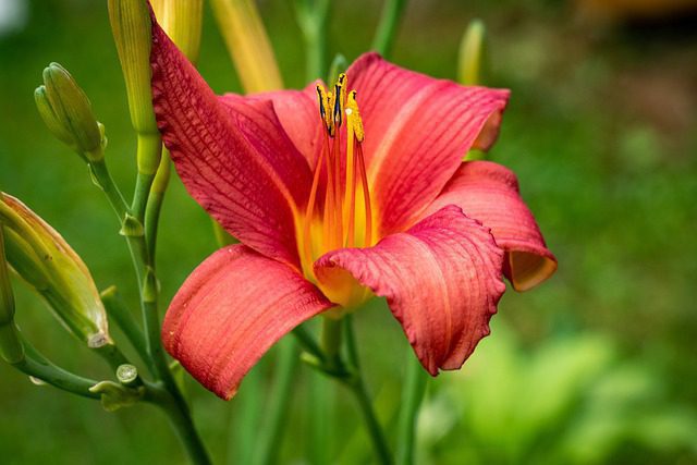 hemerocallis sunset hemerocallis sunset
